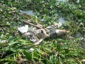 WARGA DESA KALANGSURIA DIGEGERKAN DENGAN PENEMUAN MAYAT DI IRIGASI YANG  BUSUK