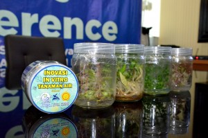 Wooow……! Fantastis Harga Tanaman Hias Air  Mencapai  4,5 Juta