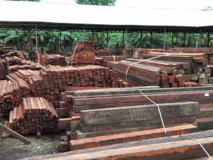 Kebijakan Hutan HAK Di Tanah Papua Harus Ditinjau Kembali