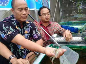 Kini, Budidaya Udang Vaname Cukup Pakai Kolam Terpal