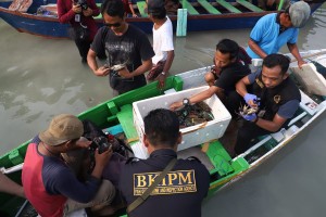 KKP Lepasliarkan 1.215 Kepiting Bakau Bertelur di Taman Hutan Mangrove Pulau Pari