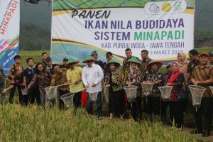 Sistem Minapadi Ternyata Lebih Menguntungkan Daripada Tanam Padi Biasa