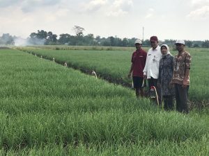 Saatnya Petani Brebes Menerapkan Budidaya Bawang Merah Ramah Lingkungan