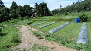 Semangka Organik Asal Pesisir Selatan