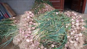 Pasokan Bawang Putih Impor Segera Masuk, Harga Terkerek Turun