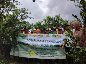 BUJANGSETA DAN SITARA, TEKNOLOGI PENINGKATAN PRODUKSI DAN MUTU JERUK