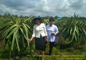 BUAH NAGA LAHAN GAMBUT KALIMANTAN TENGAH