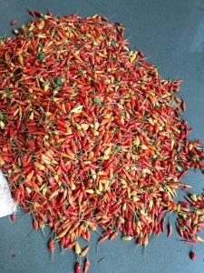 Masa Cuti Lebaran, Kementan Kawal Ketat Pergerakan Pasokan dan Harga Cabai dan Bawang Merah