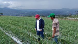 Kementan Tegaskan Kebijakan Wajib Tanam Bawang Putih Tetap Dilanjutkan