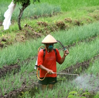 Enam Tepat Pestisida Hasilkan Produk Hortikultura Aman Konsumsi