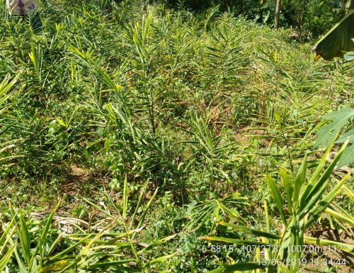 Bandung Barat Siap Mengembangkan Tanaman Obat Skala Nasional