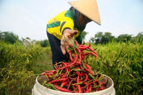 Kementan Jauh Hari Sudah Ancang-Ancang Amankan Pasokan Cabai pada Idul Adha 2019