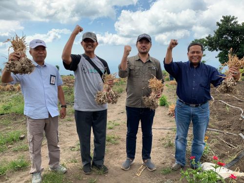 Investasi Milyaran Rupiah, Tanam Bawang Putih Pasti Untung