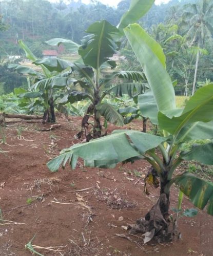 Priangan Timur Berpotensi Tingkatkan Produksi Pisang Nasional