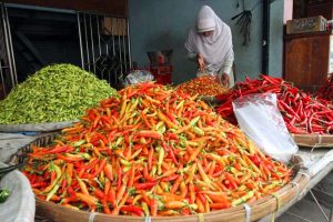 Pasca Lebaran, Panen Cabai Kembali Lancar, Harga di Tingkat Petani Turun