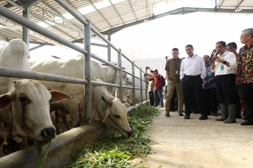 Mentan Apresiasi Peternak Sapi Potong Jawa Timur