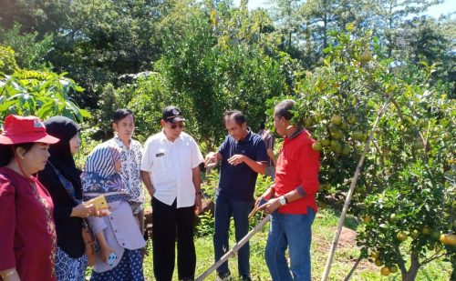 Kementan Dukung Pengembangan Jeruk Keprok Selayar