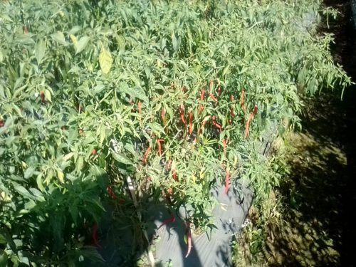 PETANI CABE DI DESA GAMBUHAN BISA TERSENYUM