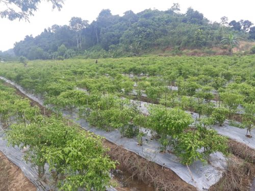 Kementan: Pola Tanam Bisa Percepat Stabilisasi Harga Cabai