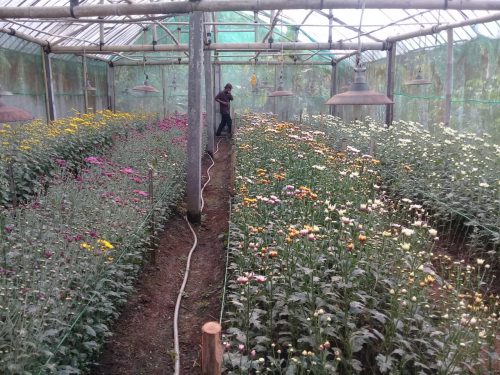 BISNIS KRISAN KIAN MEREKAH DI BUKIT MENOREH