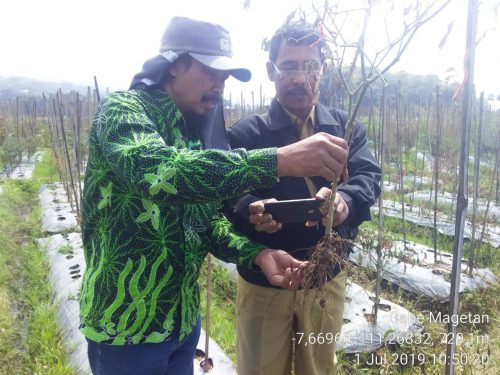 Tak Benar Cabai di Magetan Terserang Penyakit, Tim POPT Langsung Turun Menyelesaikan