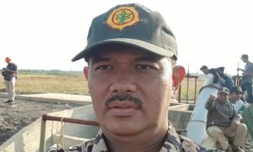 Beras Organik Indonesia Diminati Pasar Ekspor