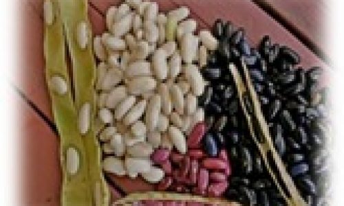Ekspor Benih Hortikultura Meningkat Tajam