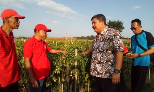 Dirjen Hortikultura : Benih Bermutu Tonggak Penentu Hasil Produksi Cabai