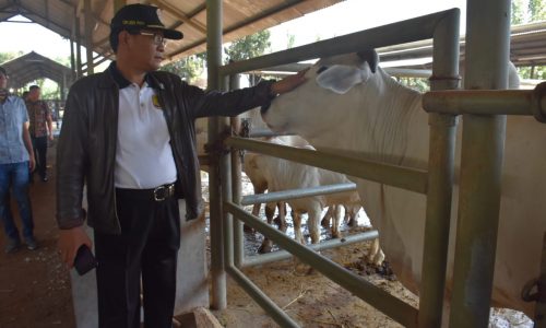 Menjelang Idul Adha, Kementan Pastikan Kebutuhan Hewan Kurban 2019 Cukup