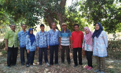 Kementan Mantapkan Kawasan Mangga Arummanis Rembang