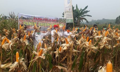 Walikota Singkawang panen jagung hibrida di kelurahan Sagatani