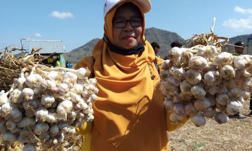 Kementan Gaungkan Ladorfisio, Deteksi Dini Kualitas Benih Bawang Putih