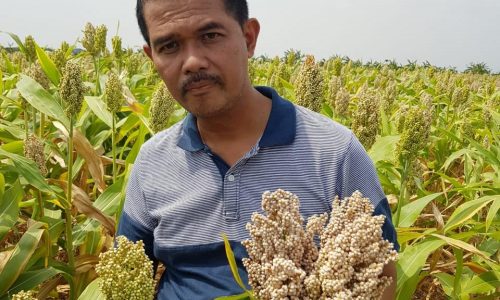 Menguntungkan, Kementan Dorong 80 Hektar Sentra Sorgum di Demak