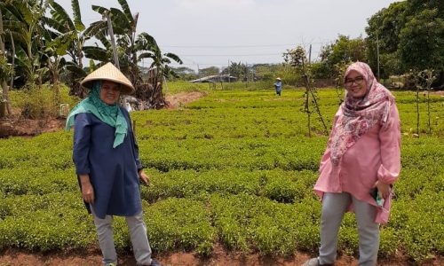 Manfaatkan Lahan Tidur, Petani Cilincing Produksi Cabai Untuk Memasok Kebutuhan DKI