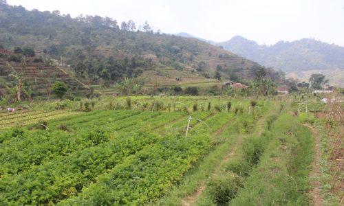 Agus ali nurdin sang petani milenial
