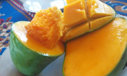 Teknologi Budidaya Mangga  Off Season , Gairahkan Petani Lombok Utara