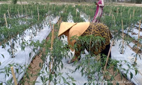 Kemarau Panjang, Petani Cabai di Gunung Kidul Malah Untung