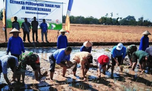 Kementan Tegaskan Kemarau Tak Halangi Upaya Memacu Produksi Padi