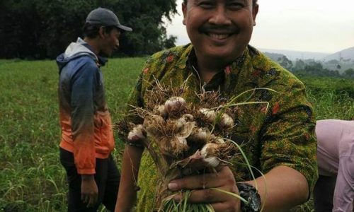 Kejar Target Swasembada 2021, Kementan Kembangkan Teknologi Inovatif Budidaya Bawang Putih