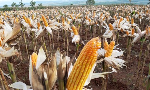 Kementan Tak Segan Tindak Tegas Pihak Mempermainkan Benih Jagung