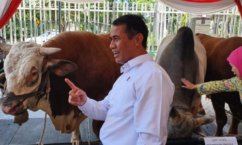 Populasi Sapi Indonesia Meningkat 5 Juta Ekor