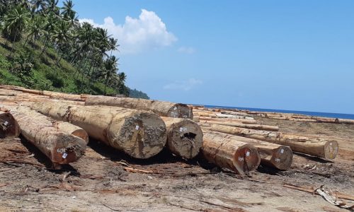 Kades Wayaloar Keluhkan Sikap Perusahaan Kayu PT. Telaga Bakti Persada