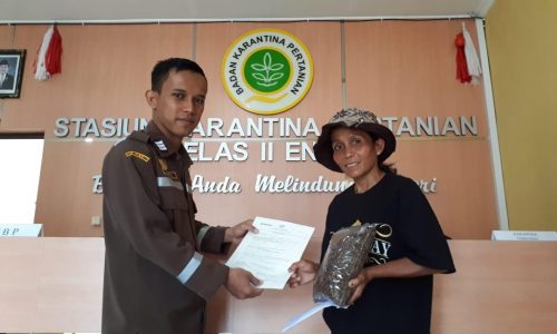 Kembangkan Potensi Ekspor Kopi Flores, Karantina Ende Siapkan Layanan Cepat