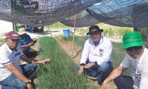 Kementan-Sultra Kerja Sama Jadikan Konsel Lumbung komoditi Hortikultura