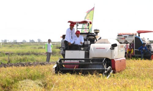 Teknologi Sulap Lahan Rawa di Kalsel Jadi Sumber Pangan