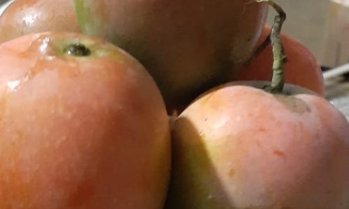 Nikmatnya mencicipi si gincu merah asal Indramayu