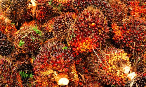 Wapres Pacu Peremajaan Sawit Rakyat.