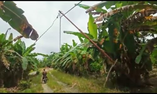 Warga Desa Bone Subur Resah ,Tiang Listrik Roboh PLN diminta Perbaiki.