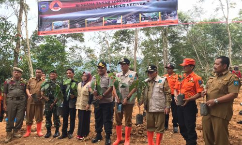 Resiko Longsor di Kawasan Rawan Bencana, BPBD Sawahlunto Tanam Vetiver