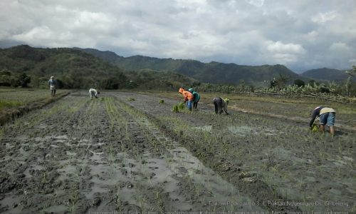 Kostradtani kabupaten Manggarai Barat Olah Lahan Persiapan Percepatan Tanam.